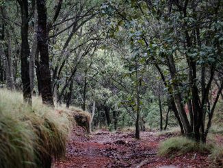 JALISCO CON BOSQUES